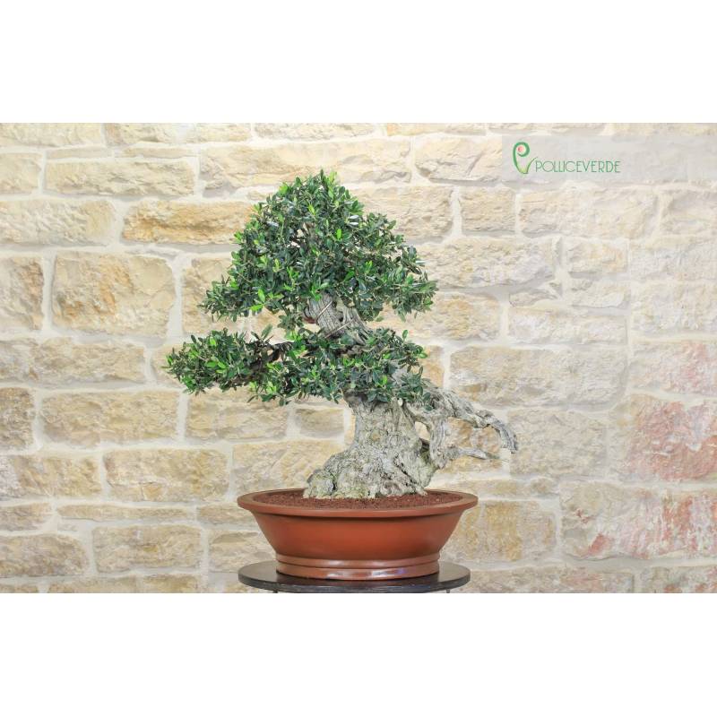 Bonsai di Olivo (159) | 2.300,00  | Pollice Verde