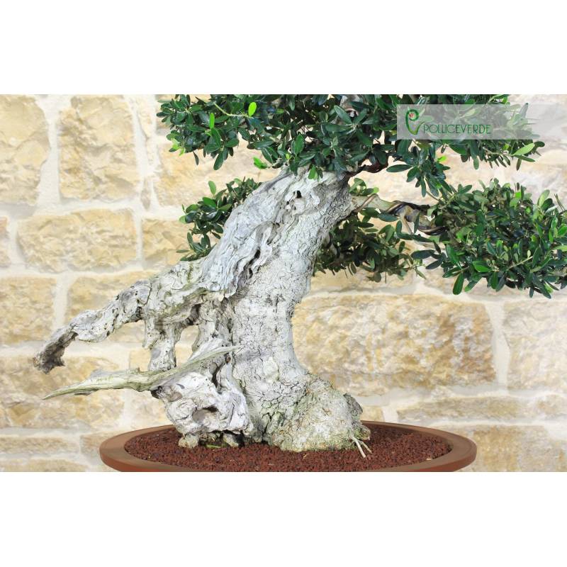buch bonsai anfänger The Little Book of Bonsai – Bonsai Tonight Store main image 0