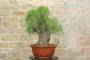 3 - Bonsai di Tamerice (5)