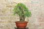 4 - Bonsai di Tamerice (5)