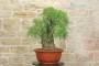 5 - Bonsai di Tamerice (5)