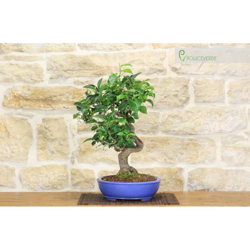 Stirax Bonsai (6) | €940.00 | Pollice Verde