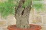 6 - Bonsai di Tamerice (5)