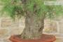7 - Bonsai di Tamerice (5)