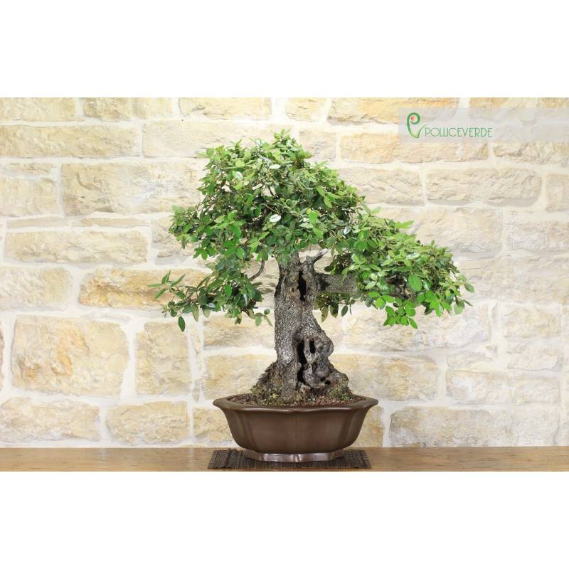 bonsai azalee berwintern Bonsai Satsuki Azalee Niko  Bonsai winkel