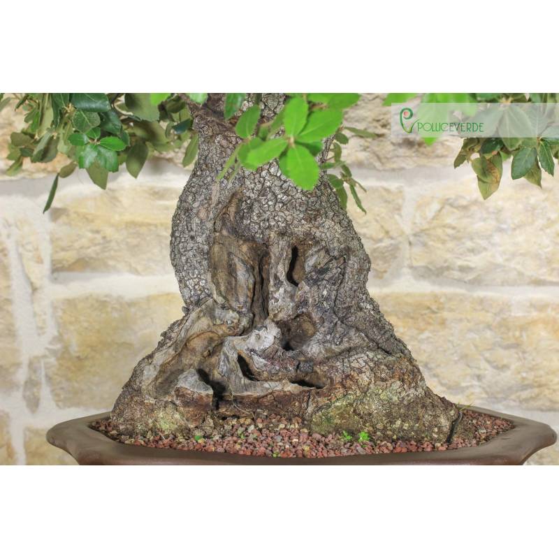 bonsai starter kit anleitung Costa Farms DIY Grower's Choice Bonsai Indoor/Outdoor Plant Kit, Average Shipping Height 7 in. Tall