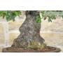 8 - Bonsai di Quercia - Leccio (83)