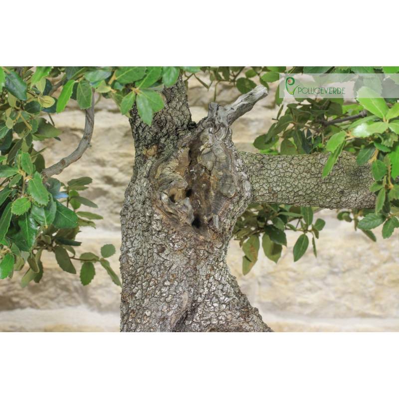 luxury bonsai tree Bonsai main image 0