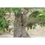 9 - Bonsai di Quercia - Leccio (83)
