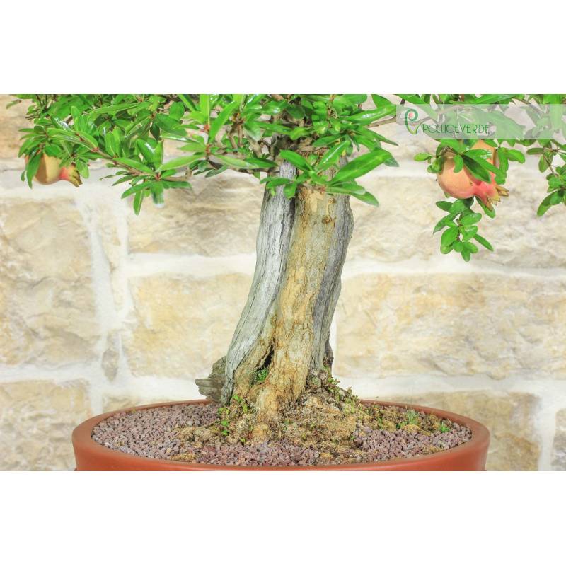 Granatapfel-Bonsai (135) | 1.250,00  | Pollice Verde