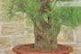 8 - Bonsai di Tamerice (5)