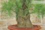 9 - Bonsai di Tamerice (5)