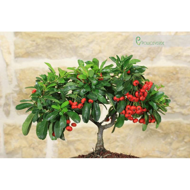 Pyracantha Bonsai in niedriger Schale - rote Beeren | 28,00  | Pollice  Verde