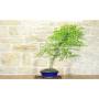 2 - Bonsai di Bignonia (12)