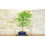3 - Bonsai di Bignonia (12)