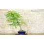4 - Bonsai di Bignonia (12)