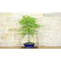 5 - Bonsai di Bignonia (12)