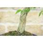 6 - Bonsai di Bignonia (12)
