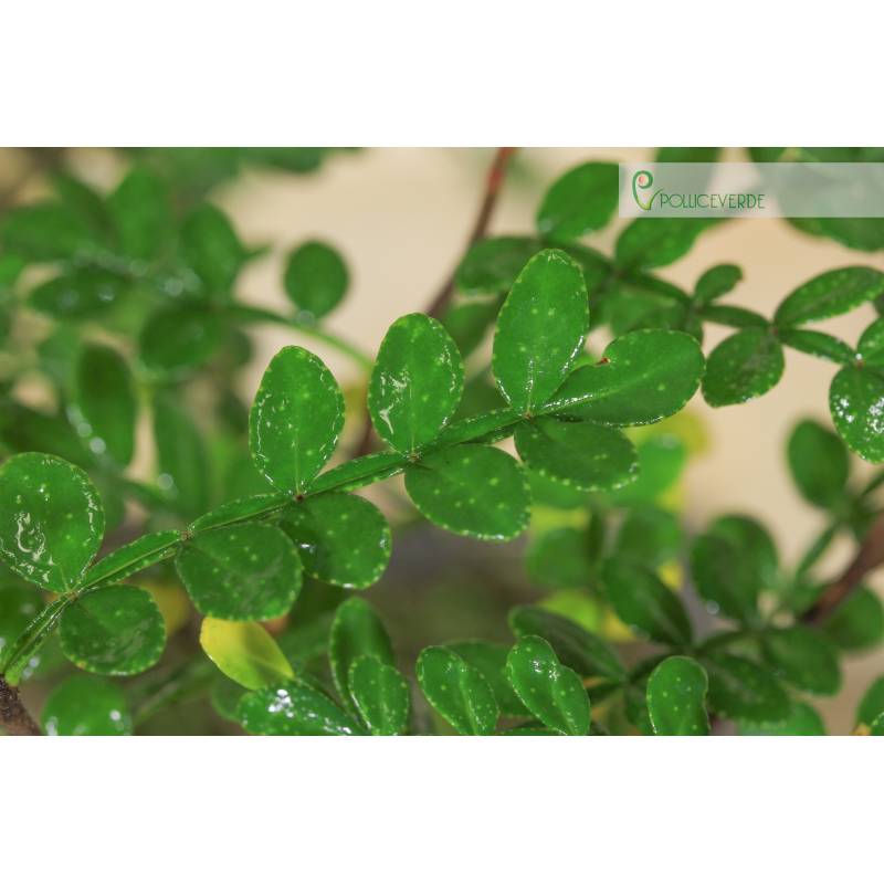 Pfeffer Bonsai Topf cm. 25 | 50,00  | Pollice Verde