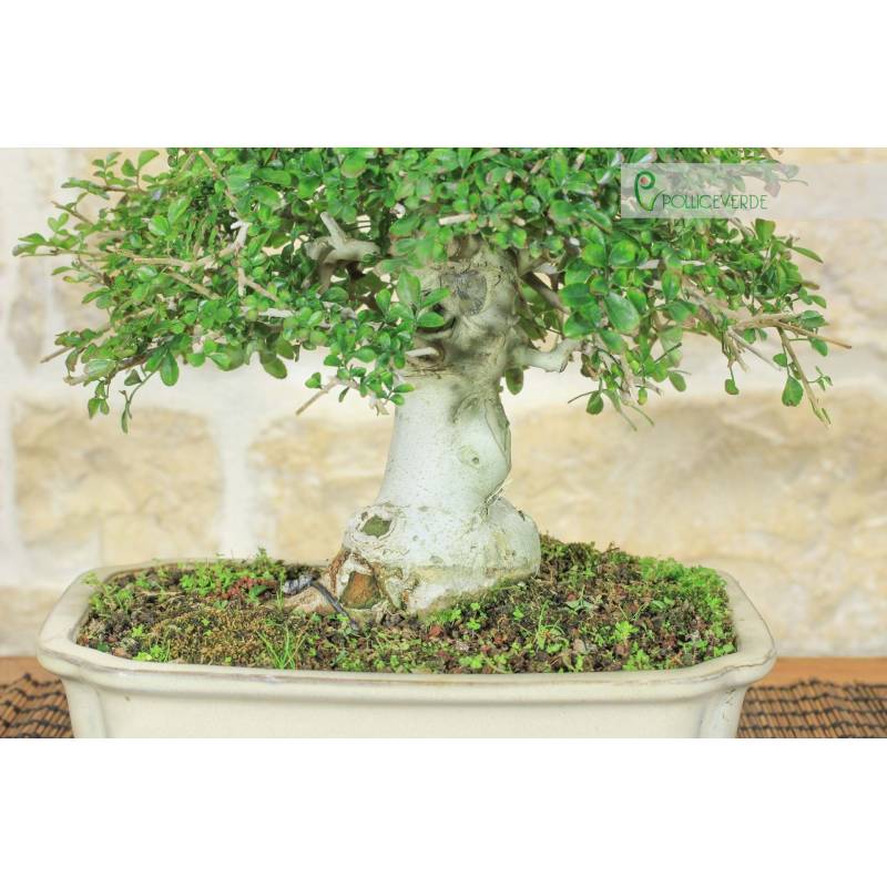 Eschenbonsai (10) | 140,00  | Pollice Verde