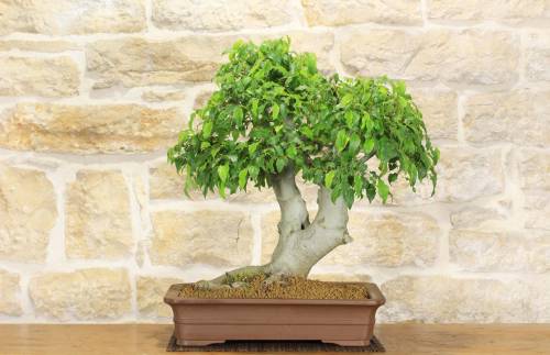 2 - Bonsai di Bagolaro (13)