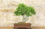2 - Bonsai di Bagolaro (13)