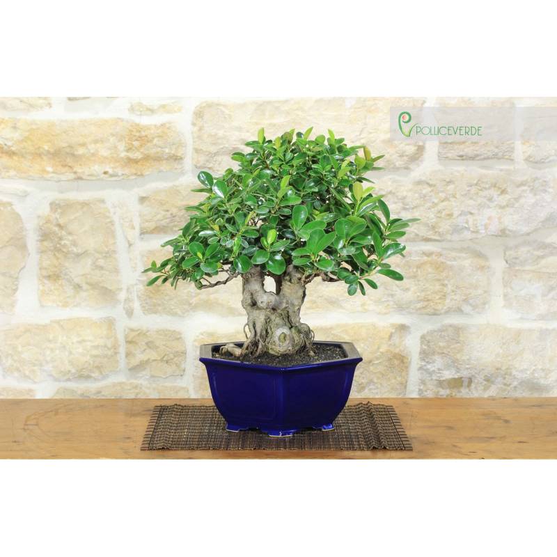 lego bonsai tree light kit Light Kit for LEGO Bonsai Tree #10281