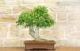 3 - Bonsai di Bagolaro (13)
