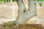 4 - Bonsai di Bagolaro (13)