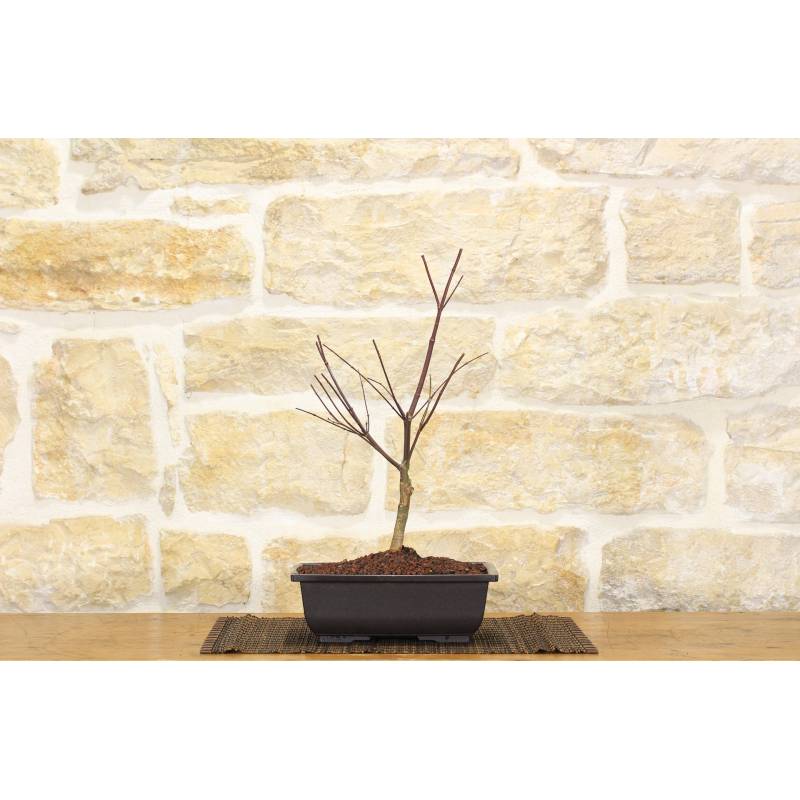 Pre bonsai of Maple Palmato Beni Maiko | 45.00 | Pollice Verde