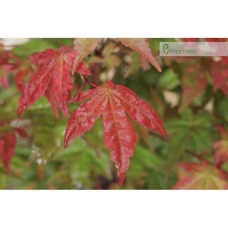 Pre bonsai of Maple Palmato Beni Maiko | 45.00 | Pollice Verde