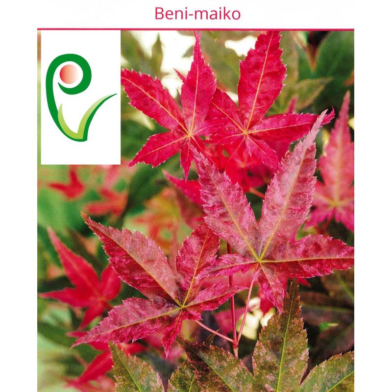 Pr-Palmato-Ahorn-Bonsai Beni Maiko | 45,00  | Pollice Verde