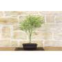 2 - Pre bonsai di Acero Palmato Butterfly