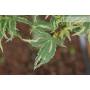 5 - Pre bonsai di Acero Palmato Butterfly