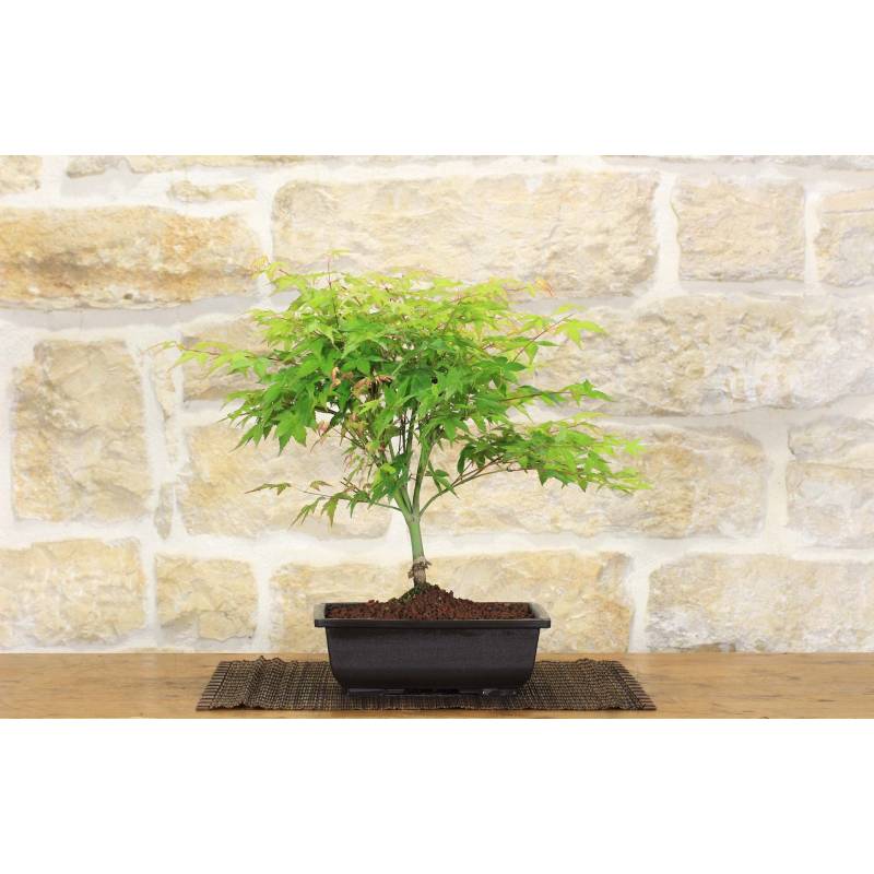 Pre bonsai of Acer palmatum Little Princess | 40.00 | Pollice Verde
