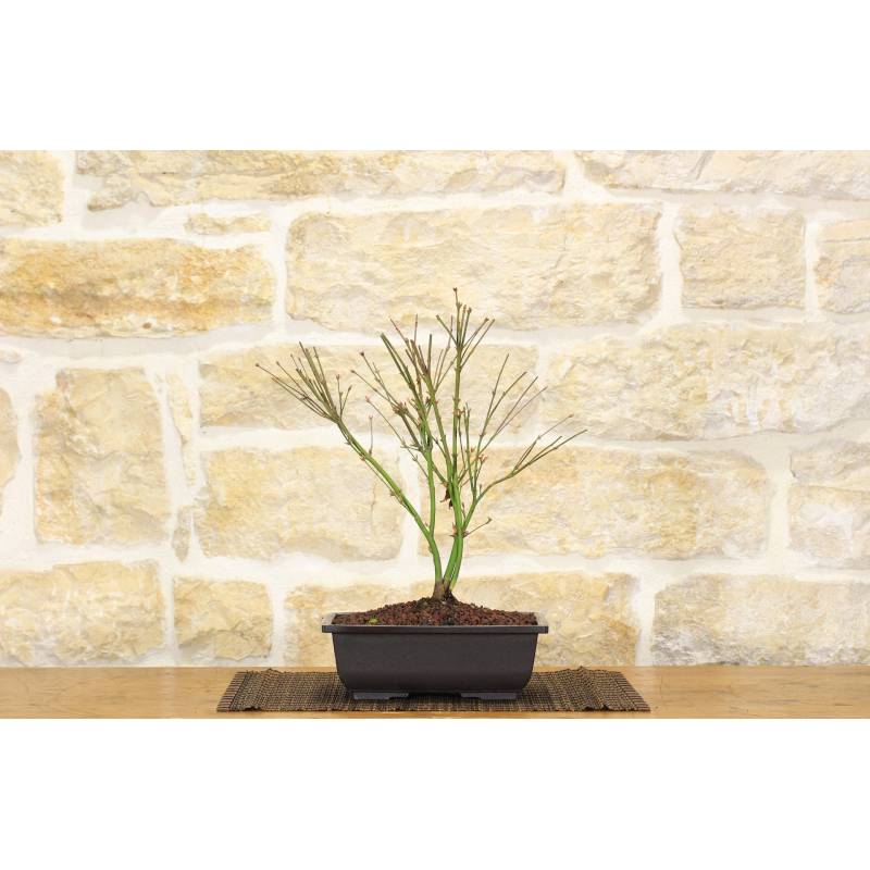 Pre bonsai of Acer palmatum Little Princess | 40.00 | Pollice Verde