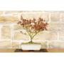 2 - Bonsai di Acero Palmato Little Princess (2)
