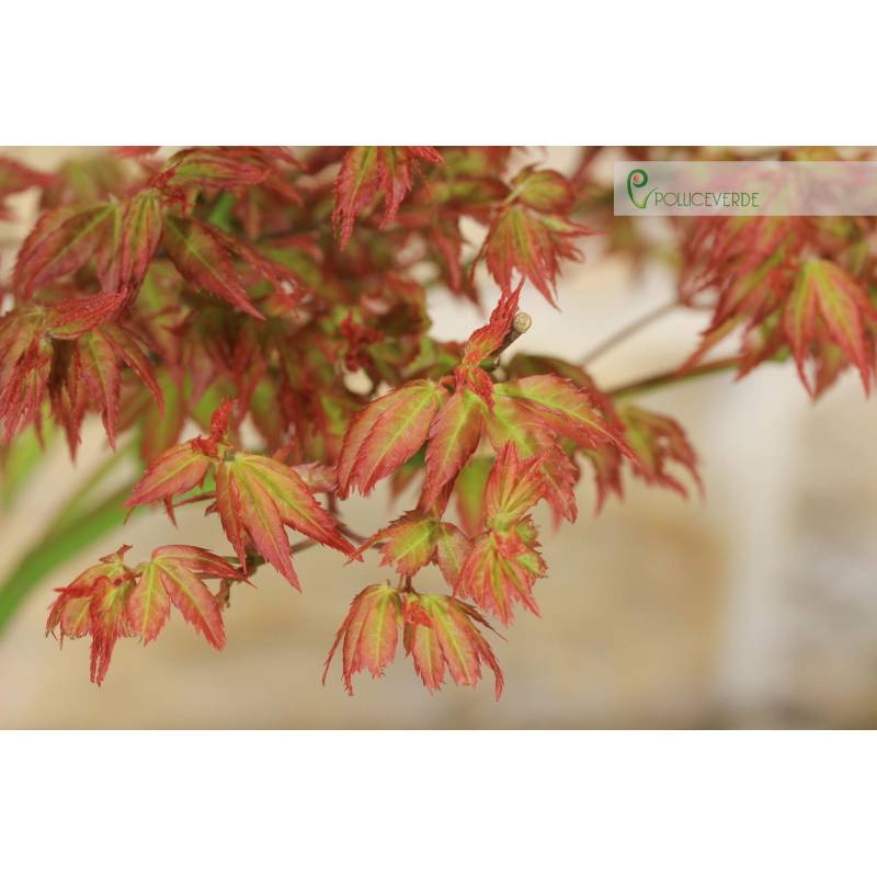 Little Princess Palmate Maple Bonsai (2) | 180,00  | Pollice Verde