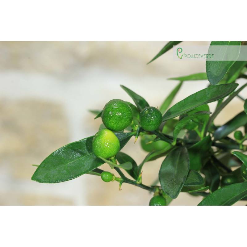 bambus tropfen wirkung Bambus Aureocaulis (Phyllostachys aureosulcata 'Aureocaulis') | 60-80 cm im  Topf main image 1