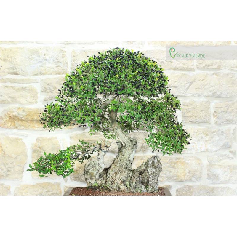 Myrte Pumila Bonsai (34) | 1.300,00  | Pollice Verde