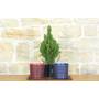 5 - Bonsai di Abete in vaso motivo scozzese