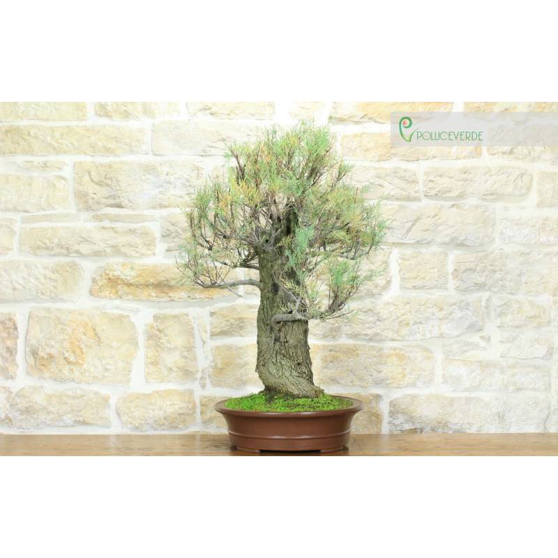Tamerisk Bonsai (4) | 900,00  | Pollice Verde