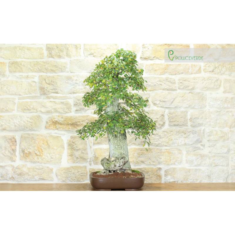 zen garten mit bonsai Zen-Garten
