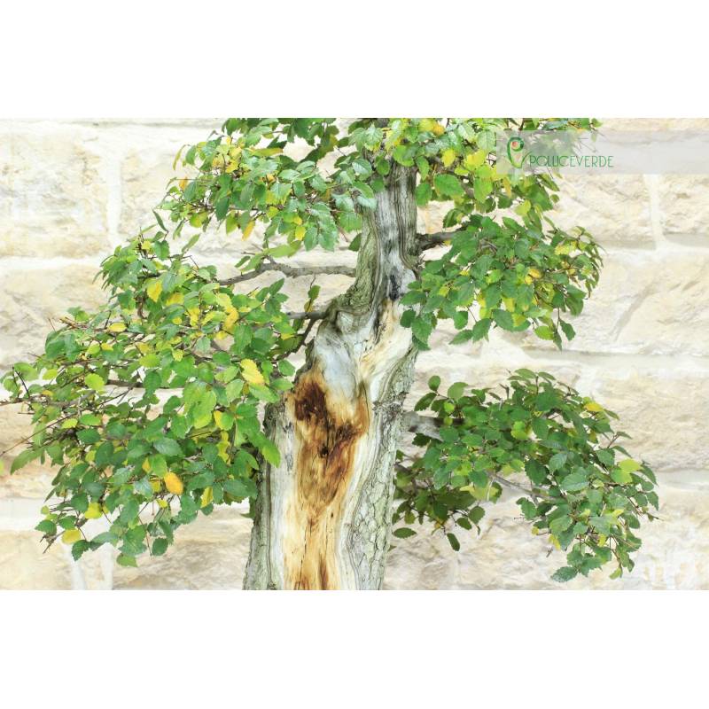 Feldulme Bonsai (52) | 1.500,00  | Pollice Verde