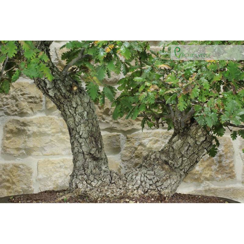 Eiche Eiche Bonsai (43) | 2.700,00  | Pollice Verde