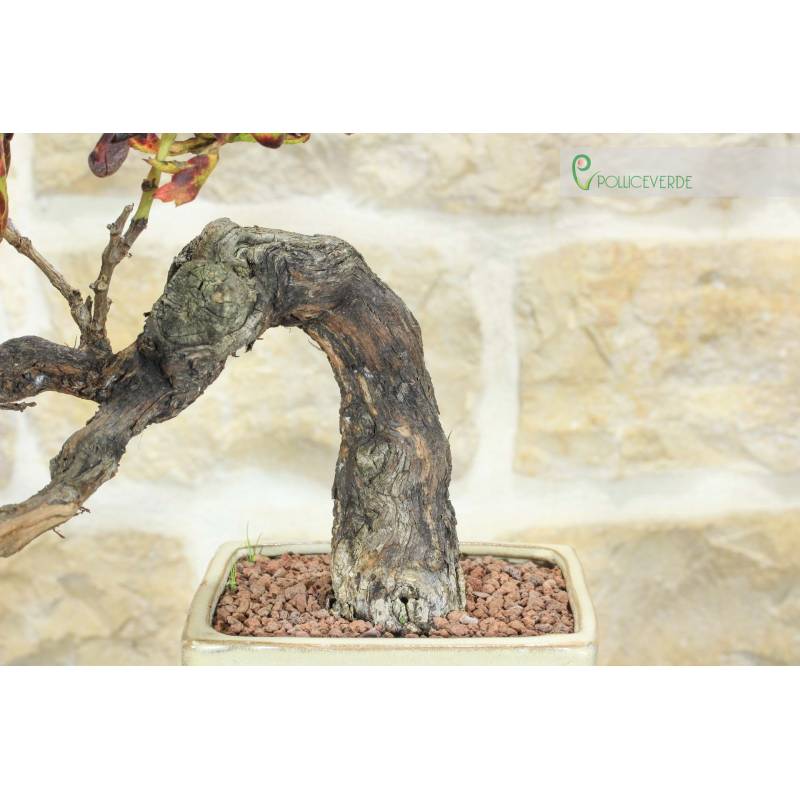 Weinreben-Bonsai (110) | 170,00  | Pollice Verde
