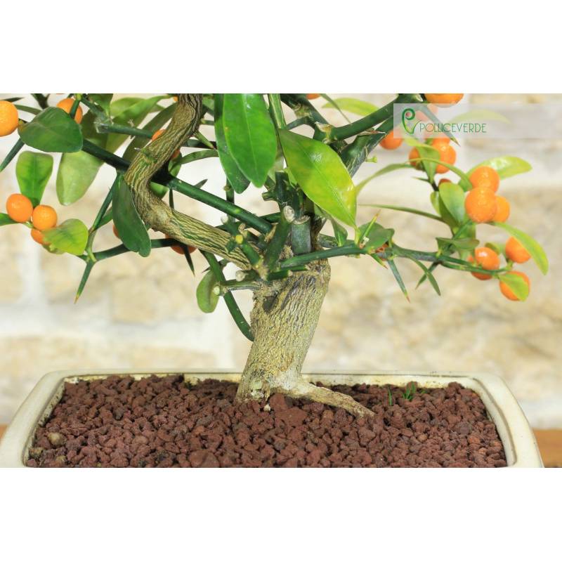 Zitrusfrucht Kinzu Bonsai (16) | 120,00  | Pollice Verde