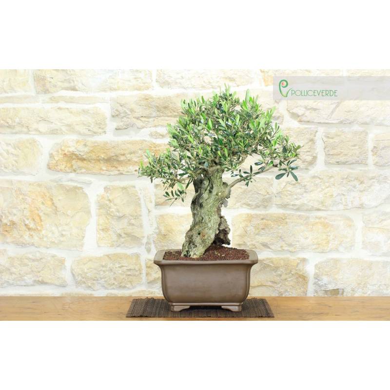 weißes blauregen-stämmchen Weißer Chinesischer Blauregen | kaufen