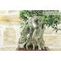 7 - Bonsai di Olivo (173)