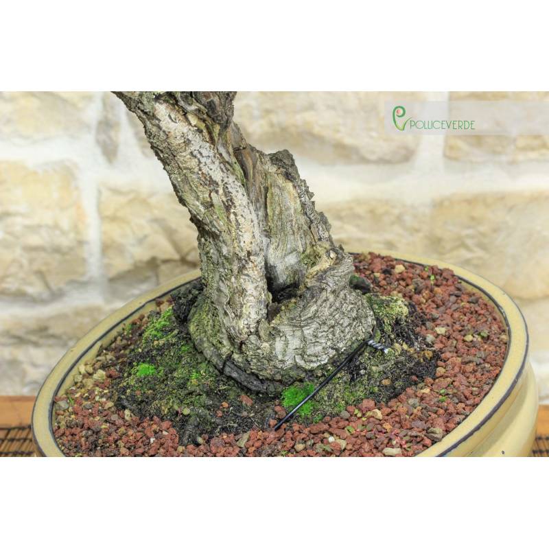 Prunus Lusitanica bonsai (69) | 280.00 | Pollice Verde
